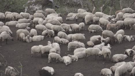 High-angle-shot-over-a-herd-of-sheeps-resting-during-evening-time