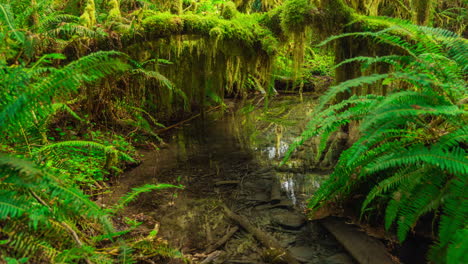 Motion-time-lapse-of-a-small-creek-flowing-under-the-lush-greenery-near-the-Hoh-River