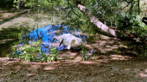 Hermoso-Cisne-Blanco-Descansando-En-Agua-Clara-En-El-Parque-Nacional-De-Kyrka,-Croacia