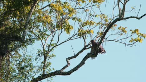 Drying-its-wings-as-if-motionless-while-some-leaves-move-with-the-soft-air-then-an-insect-flies-up,-Crested-Serpent-Eagle-Spilornis-cheela,-Kaeng-Krachan-National-Park,-Thailand