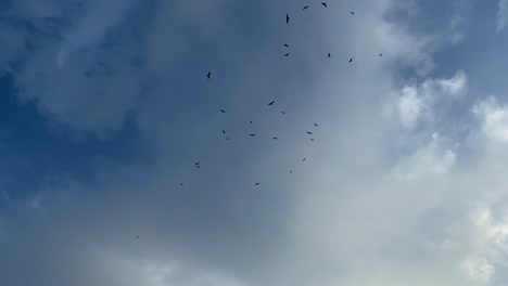Blick-Auf-Eine-Gruppe-Schwarzer-Vögel,-Die-Hoch-Oben-Gegen-Den-Bewölkten-Blauen-Himmel-Kreisen