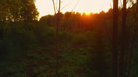 Roter-Feuriger-Sonnenuntergang-Auf-Einer-Waldlichtung,-Luftbild-Zwischen-Bäumen