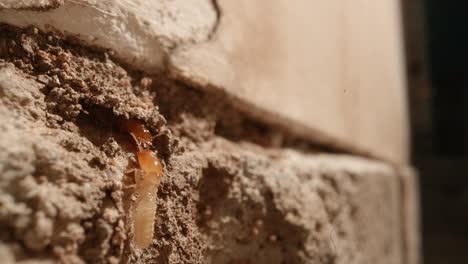 Extreme-Close-up-of-A-termite-colony-in-the-walls-of-a-garage-in-a-home-shot-on-a-Super-Macro-lens-almost-National-Geographic-style