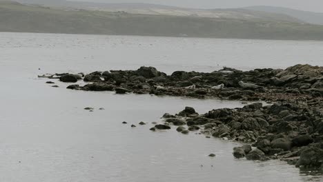 Earless-seals-on-rocky-beach-on-Irish-coast,-slow-motion
