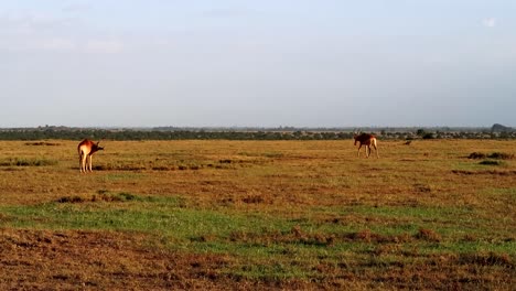 Handaufnahme-Von-Ein-Paar-Topi-Antilopen,-Die-Durch-Die-Afrikanische-Savanne-Gehen
