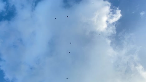 Blick-Auf-Die-Sillhouute-Der-Vögel,-Die-Hoch-Oben-Gegen-Den-Bewölkten-Blauen-Himmel-Kreisen