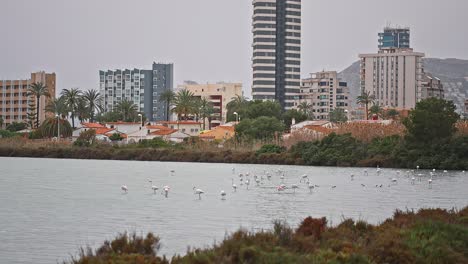 Group-of-flamingos-in-a-small-artificial-lake-in-the-city-center-in-autumn,-eating-and-walking-calmly-and-eating-fish