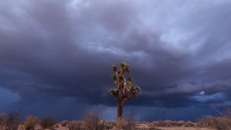 Dark-and-menacing-rainstorm-in-the-Mojave-Desert-with-a-Joshua-tree-in-the-foreground---time-lapse