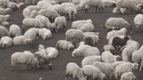 High-angle-shot-over-a-group-of-sheeps-resting-after-grazing-during-evening-time