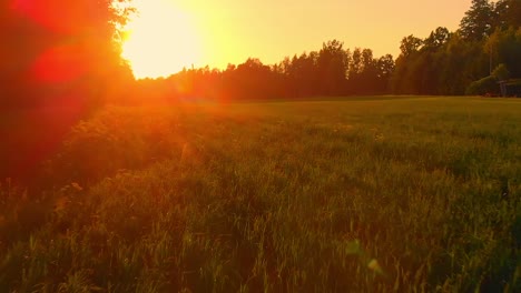 Drone-flight-at-ground-level-over-a-green-meadow-next-to-a-forest-with-sunrise-light-in-front-of-it