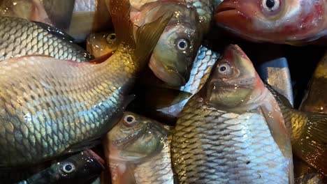 Close-Up-Pan-Across-Raw-Fresh-Fish