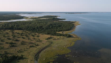 Static-aerial-drone-flight-over-lost-natural-green-coastline-of-baltic-sea-with-lot-of-animals-and-birds-in-the-country-side-of-Estonia-in-Europe---nature-helicopter-establishing-shot-bird-view