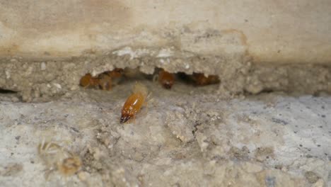 A-termite-colony-in-the-walls-of-a-garage-in-a-home-shot-on-a-Super-Macro-lens-almost-National-Geographic-style