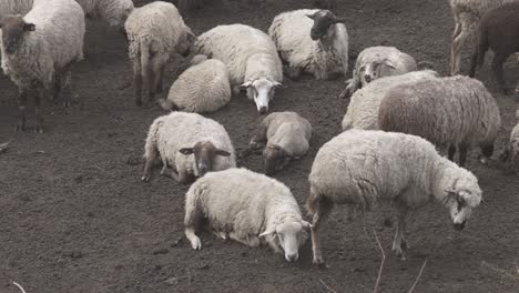 Close-up-shot-over-a-herd-of-sheeps-resting-after-grazing-along-hilly-terrain-at-evening-time