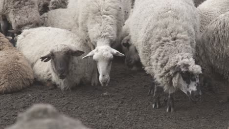 Close-up-shot-over-a-herd-of-sheeps-resting-on-the-ground-after-grazing-during-evening-time