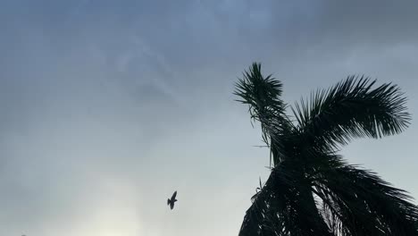 Looking-Up-At-Coconut-Tree-With-Birds-Flying-Past-Overhead