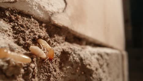 A-group-of-termites-poking-their-heads-out-of-the-walls-of-a-colony-in-the-walls-of-a-garage-in-a-home-shot-on-a-Super-Macro-lens-almost-National-Geographic-style