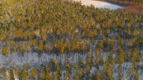 Aerial-dolly-out-revealing-snow-capped-pine-trees-forest-at-sunset