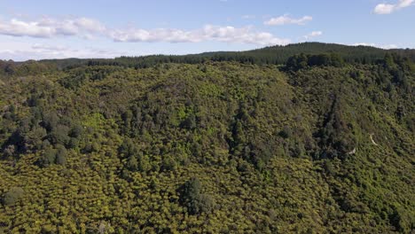 steep-overgrown-hillside-underneath-a-blue-sky-in-New-Zealand-where-Nikau-palm-trees-meet-a-dense-coniferous-forest
