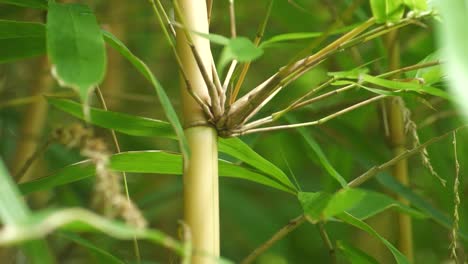 Tall-bamboo-poll-stock-Schizostachyum-plant-growing-in-Big-Island-Hawaii