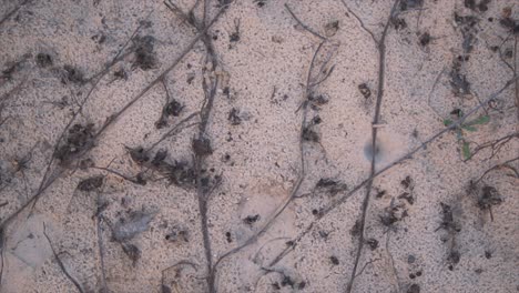 Top-down-view-of-footprints-in-sand,-leaves-and-stables-on-surface-of-the-beach,-close