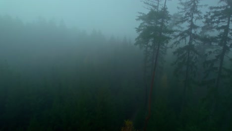 Dunkler-Wald-An-Einem-Kalten,-Nebligen-Herbstmorgen