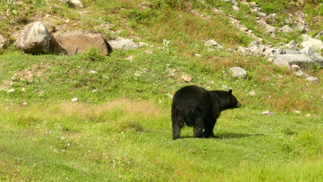 A-big-fat-black-bear-walking-through-a-mountain-meadow-on-a-sunny-day
