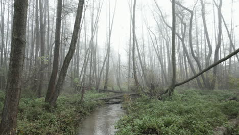 Mysterious-deserted-forest-with-a-stream-shrouded-in-mist