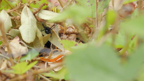 A-Black-Widow-spider-lurks-under-a-leaf-in-the-backyard