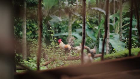 Hahn-Mit-Hühnern-Im-Tropischen-Wald