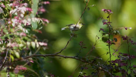 Small-green-and-white-bird-flies-into-the-distance-with-beautiful-shallow-depth-of-field