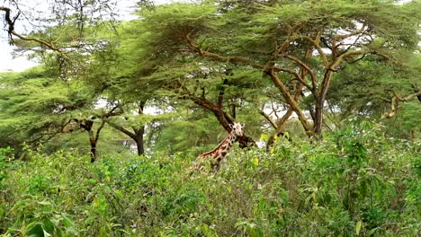 Tracking-shot-of-the-top-of-a-giraffe-head-behind-dense-bushes-in-Kenya