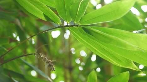 Close-up-of-large-green-bamboo-leaves-spread-out-in-the-golden-light