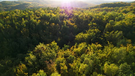 Aerial-View-Of-Endless-Witomino-Forest-In-Gdynia,-Poland-With-Sun-Flares