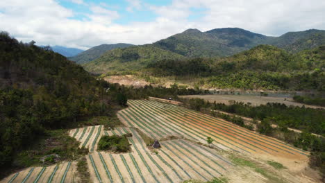 Una-Tierra-Cultivada-Con-Cultivos-Orgánicos-En-Crecimiento-En-La-Zona-Rural-De-Vietnam
