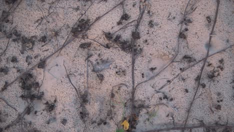 Top-down-view-of-dried-leaves-and-stables-on-the-sandy-beach,-close