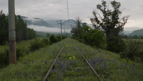 Wildflowers-Growing-On-Old-Railroad-Near-Atskuri-In-Samtskhe-Javakheti,-Georgia