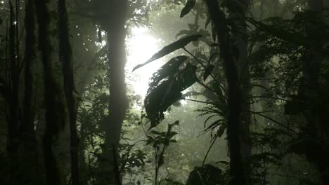 Hintergrundbeleuchtetes-Blatt-Im-Nebligen-Dschungel
