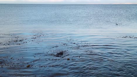Giimbal-aufnahme-Von-Zwei-Seeottern,-Die-Im-Ozean-In-Monterey,-Kalifornien-Spielen