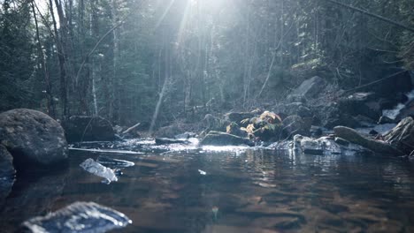 Forest-Stream-Glistening-In-The-Morning-Sun---wide