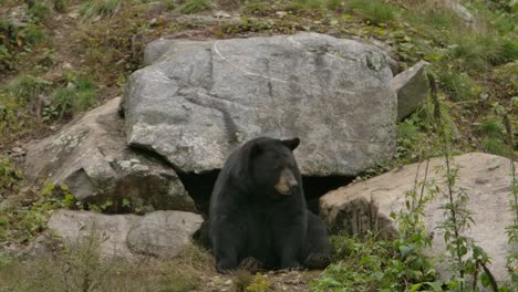 black-bear-sitting-in-front-of-den-looks-around-slomo