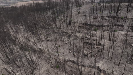 Aerial-View-Of-Black-Charred-Trees-Destroyed-By-Forest-Fire---Environmental-Disaster-In-El-Pont-de-Vilomara,-Spain---drone-shot