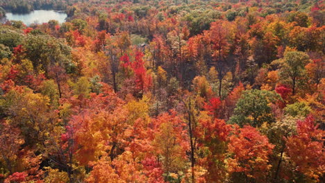 drone-flight-over-a-deciduous-forest-covered-in-vibrant-fall-colors-near-a-lake