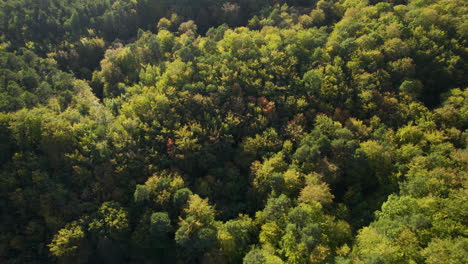 Aerial-View-Of-Endless-Witomino-Forest-In-Gdynia,-Poland