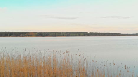 Establishing-lake-reveal-through-reeds,-aerial-dolly-in