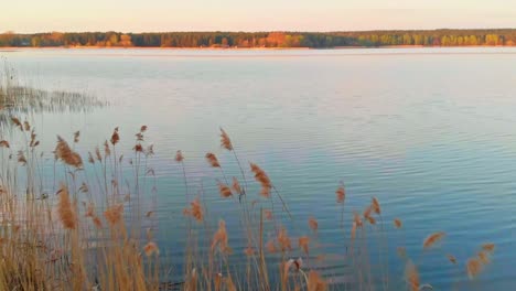 Peaceful-atmosphere-in-Jugla-lake-in-Latvia,-aerial-drone-flies-above-water