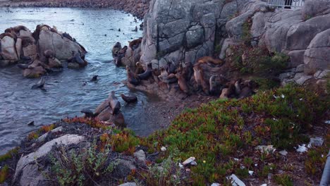 Gimbal-wide-shot-of-numerous-sea-lions-gathered-on-the-shore-in-Monterey,-California