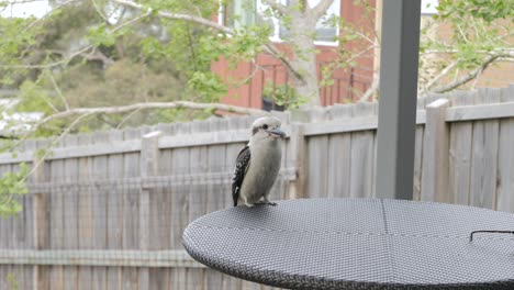 Kookaburra-Australiano-Encaramado-En-Una-Mesa-De-Comedor-Al-Aire-Libre,-Cámara-Lenta