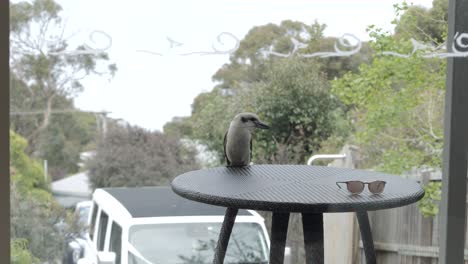 Pájaro-Martín-Pescador-Kookaburra-Australiano-Nativo-Posado-En-Una-Mesa-Al-Aire-Libre