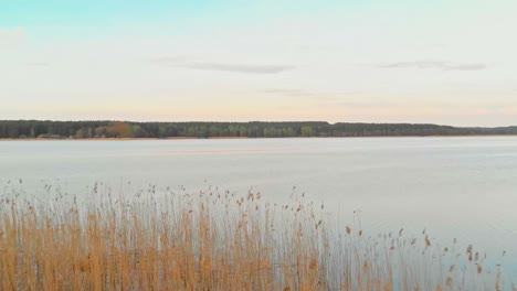 Aerial-above-orange-reeds-at-peaceful-lake-at-sunset,-forward,-Jugla,-Riga